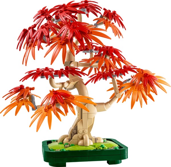 Japanese Maple Tree (#10348)